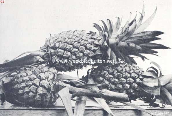 Bataviasche vruchten. Buitenzorgsche ananas (Ananassa Sativa)