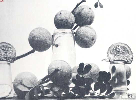 Bataviasche vruchten. Madja (Aegle Marmelos)