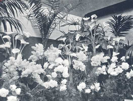 Noord-Holland, 1910, Haarlem, Nationale bloemententoonstelling te Haarlem. V. De derde en vierde tijdelijke. Rozen, seringen en aronskelken op de 3e tijdelijke tentoonstelling