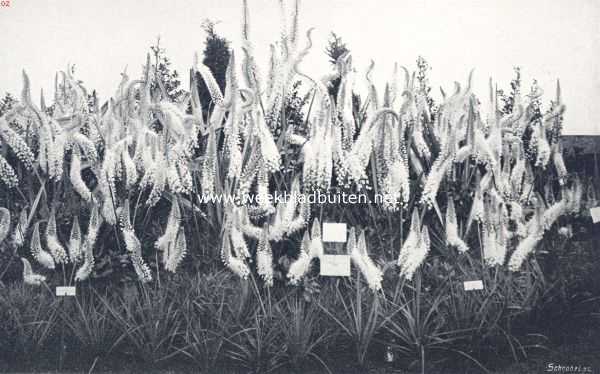 Noord-Holland, 1910, Haarlem, Nationale bloemententoonstelling te Haarlem. V. De derde en vierde tijdelijke. Groote eremurus-groep