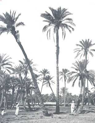 Noord-Afrika, 1910, Onbekend, Van palmen en kameelen. Het plukken der dadels. De plukkers slaan zich een koord om hun lijf en den stam en werken zich met de voeten omhoog