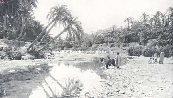 Noord-Afrika, 1910, Onbekend, Van palmen en kameelen. In de oase