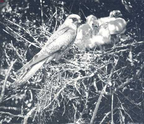 Onbekend, 1910, Onbekend, Een miskende vogel. Torenvalk-wijfje op het nest bij de jongen, zij kijkt boos naar het toestel