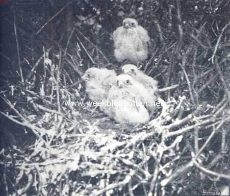 Onbekend, 1910, Onbekend, Een miskende vogel. De jongen van den torenvalk
