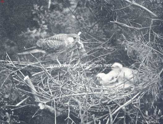Onbekend, 1910, Onbekend, Een miskende vogel. Het torenvalk-wijfje brengt een veldmuis aan haar jongen. Op zonnige dagen bracht zij niet anders dan veldmuizen, op sombere, regenachtige dagen ook wel jonge lijsters