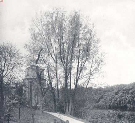 Groep van vrij opgegroeide wilgen (Salix Alba)