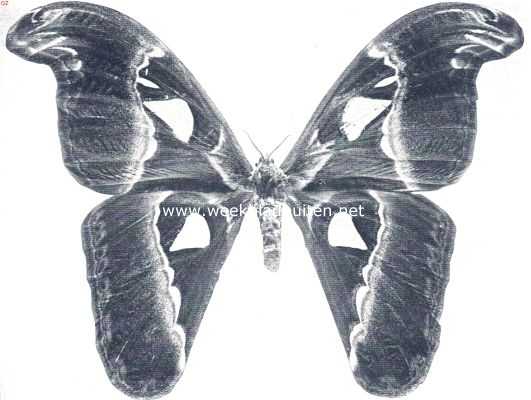 De atlasvlinder (Saturnia Atlas). De grootste vlinder der wereld