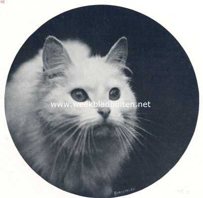 Onbekend, 1910, Onbekend, De huiskat. Queen, de moeder van het nest