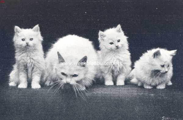 Onbekend, 1910, Onbekend, De huiskat. Jonge angora katten met de moeder