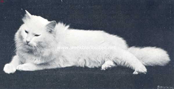 De huiskat. Emperor, de prachtige angora van cattery Victoria