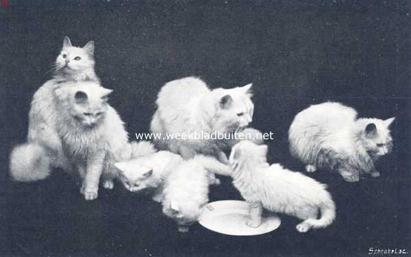 Onbekend, 1910, Onbekend, De huiskat. Jonge angora's