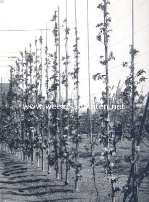Onbekend, 1910, Onbekend, Fruitteelt. Loodrechte appel-snoeren in bloei