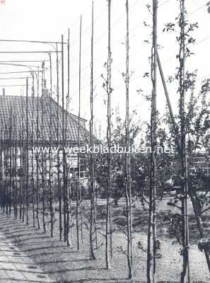 Onbekend, 1910, Onbekend, Fruitteelt. Loodrechte snoeren appels