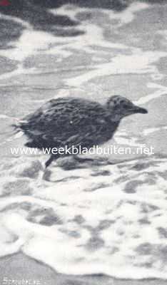 Groningen, 1910, Onbekend, Rottummeroog. Jonge kaapvogel