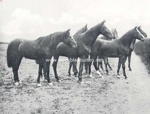 Onbekend, 1910, Onbekend, Renpaarden. Paarden beschutting zoekend achter een heg, voor naderend onweer