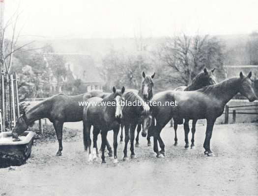 Onbekend, 1910, Onbekend, Renpaarden. Na den arbeid