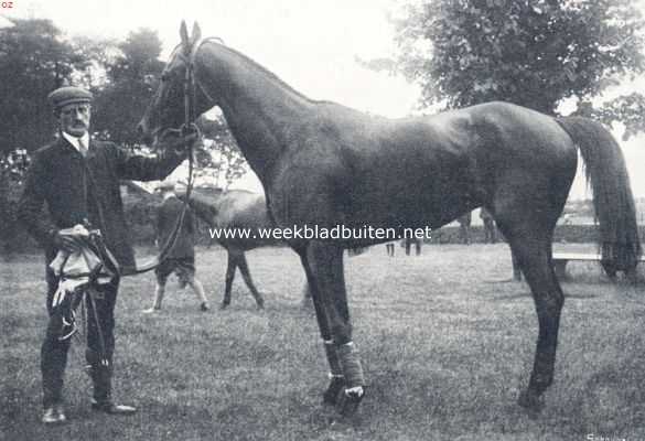 Nederland, 1910, Onbekend, Renpaarden. Schoolmaster, het snelle renpaard van de heer Bultman