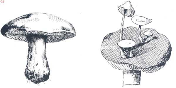 Tricholoma Graveolens. Nyctalis Asterophora