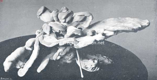 Onbekend, 1910, Onbekend, Polyporus Sulphurus Tr. (Profiel)