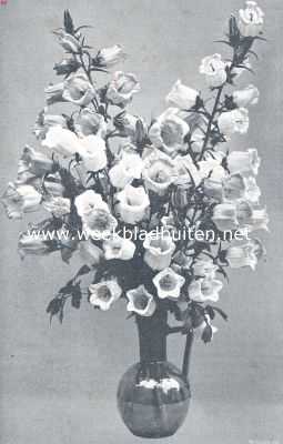 Onbekend, 1910, Onbekend, Campanula Medium