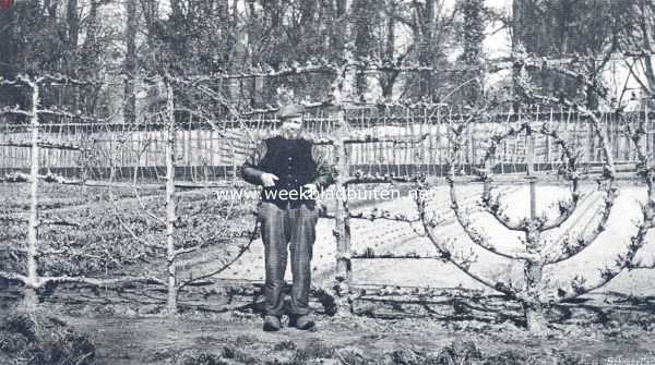 Nederland, 1910, Onbekend, Vormboomen. Enkele palmetten met horizontale en gebogen takken