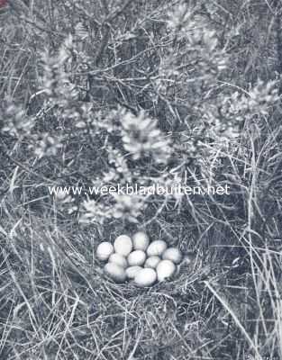 Onbekend, 1910, Onbekend, Nest en eieren van de Fazant