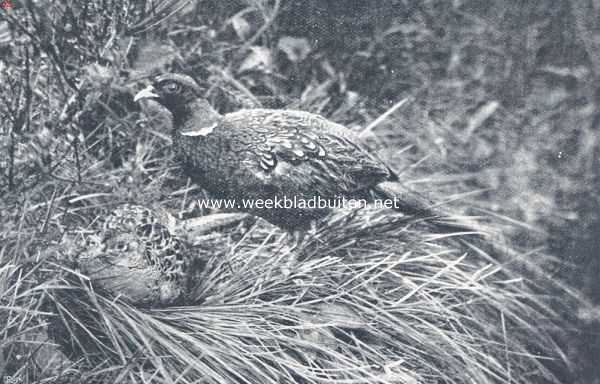 Onbekend, 1910, Onbekend, Fazanten op het nest