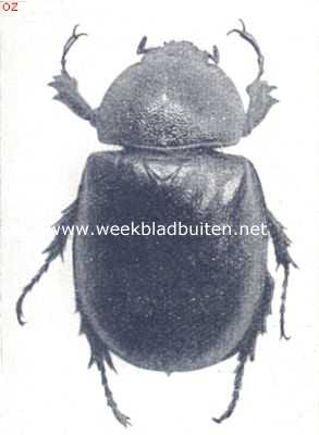 Onbekend, 1910, Onbekend, Hertekever (vrouwtje) (Chalcosoma Atlas)