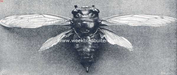 Garng (Cicada Plebeja)
