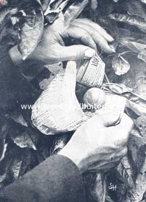 Fig. IV. De vrucht wordt in het zakje gebracht
