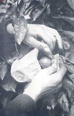 Onbekend, 1910, Onbekend, Fig. V. De beide slippen, terzijde van het scheurtje worden over elkander heen gelegd