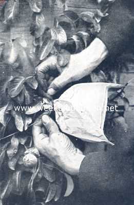 Fig. VII. Het zakje wordt met touw of raphia dichtgebonden