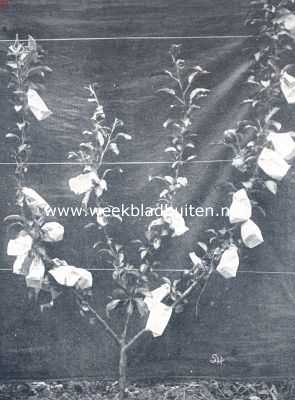 Fig. VIII. Het inzakken van vruchten. Jonge leiboom met ingezakte vruchten