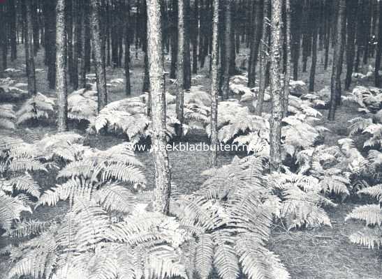 Onbekend, 1910, Onbekend, Boschbouw. Dennebosch met varens