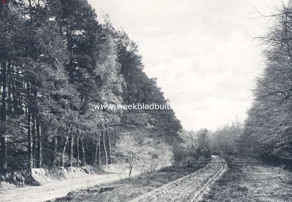 Onbekend, 1910, Onbekend, Boschbouw. Waar vroeger heide was