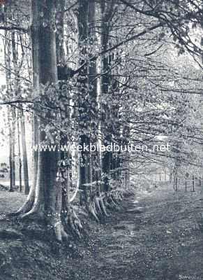 Onbekend, 1910, Onbekend, Boschbouw. Beuken in herfsttooi