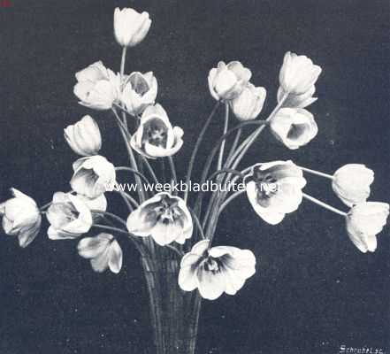 Onbekend, 1910, Onbekend, Vaas met Darwin-tulpen