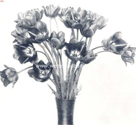 Onbekend, 1910, Onbekend, Darwin-tulpen