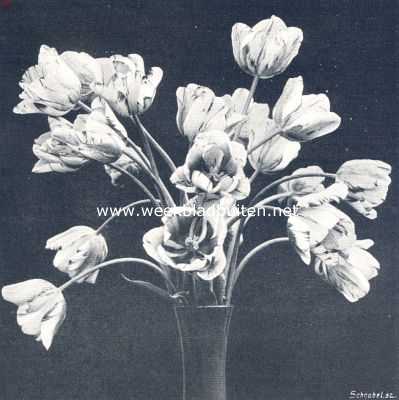Onbekend, 1910, Onbekend, Rembrandt-tulpen