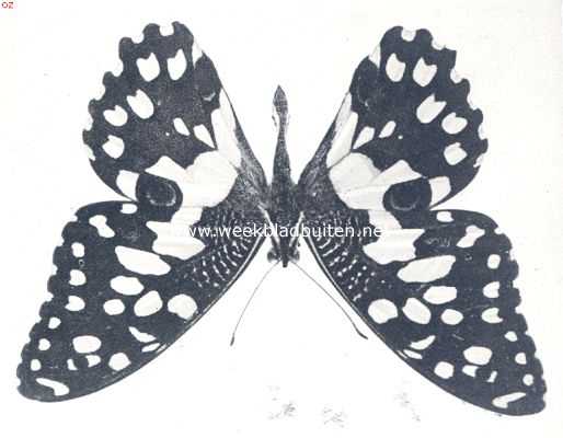 Papilio Policenes