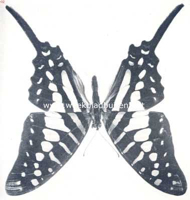 Onbekend, 1910, Onbekend, Papilio Erithopius