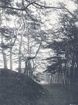 Gelderland, 1910, Leuvenum, Oude dennen in het Leuvenumsche bosch
