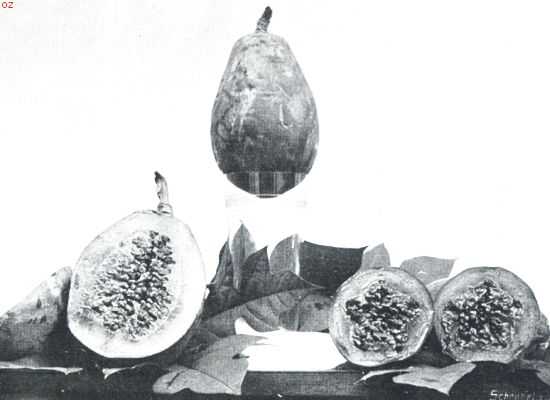 Indonesi, 1910, Onbekend, Bataviasche vruchten. Papaja. (Carica Papaja)