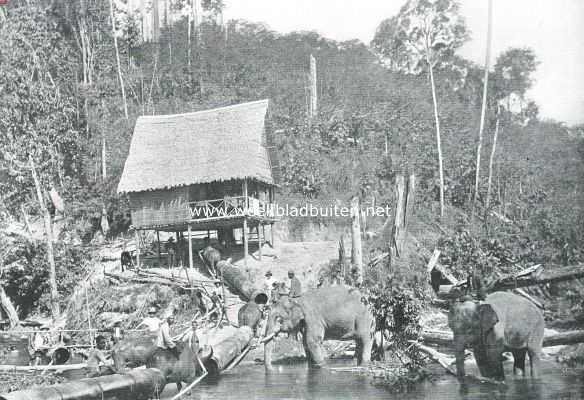 Maleisi, 1910, Penang, Penang. Olifanten aan het werk