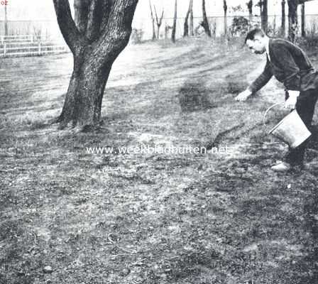 Onbekend, 1910, Onbekend, Gras onder boomen. Tegen het mos wordt goed fijngestampt ijzersulfaat uitgestrooid