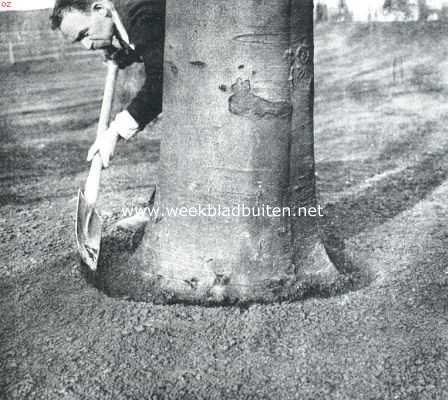 Onbekend, 1910, Onbekend, Gras onder boomen. Om de stammen worden gootjes gemaakt om het langs hen afloopende regenwater op te vangen