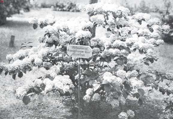 Onbekend, 1910, Onbekend, De Japansche sneeuwbal. Steriele vorm
