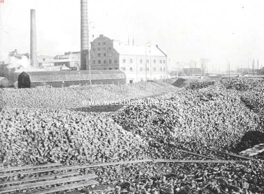 Noord-Holland, 1910, Halfweg, De suikerfabriek 