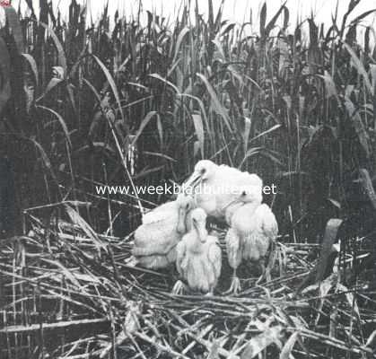 Noord-Holland, 1910, Onbekend, Vogelfotografie in Nederland en daarbuiten. Jonge lepelaars in het Naardermeer