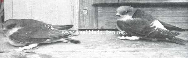 Onbekend, 1910, Onbekend, Vogelfotografie in Nederland en daarbuiten. Jonge huiszwaluwen op een vensterkozijn